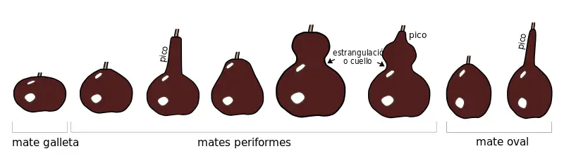 calabaza, porongo, mate argentino, Lagenaria Siceraria