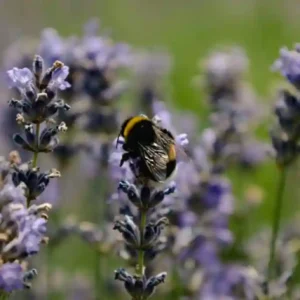 Beneficios del Aceite Esencial de Lavanda: Guía Completa