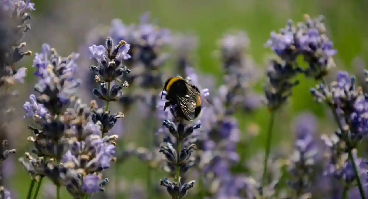 Beneficios del Aceite Esencial de Lavanda: Guía Completa