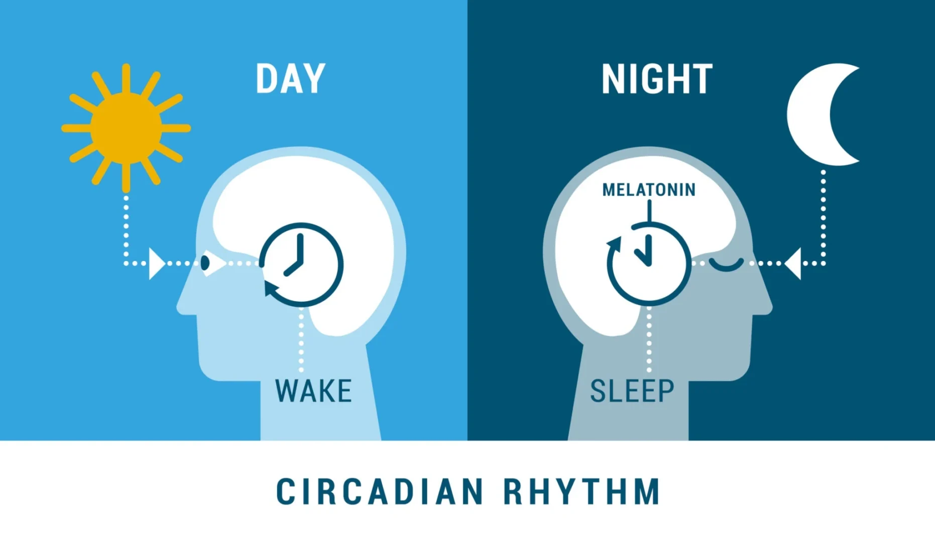 Ciclo Circadiano y Melotonina biohacking